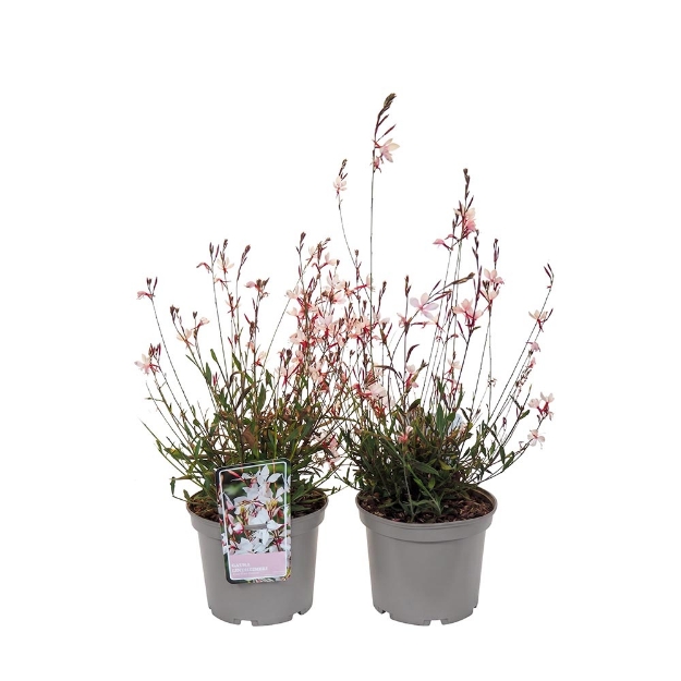Image de Gaura lindheimeri 'Ciao Ciao Bianco'® - pot 19 cm