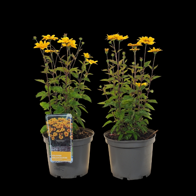 Image de Heliopsis heleanthoides 'sunopsis Sunspot'® - pot 19 cm