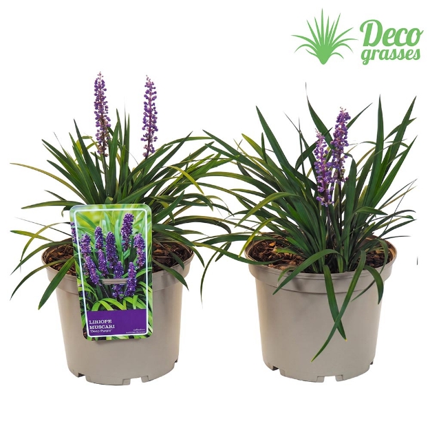 Image de Liriope muscari 'Deep Purple' - pot 19 cm