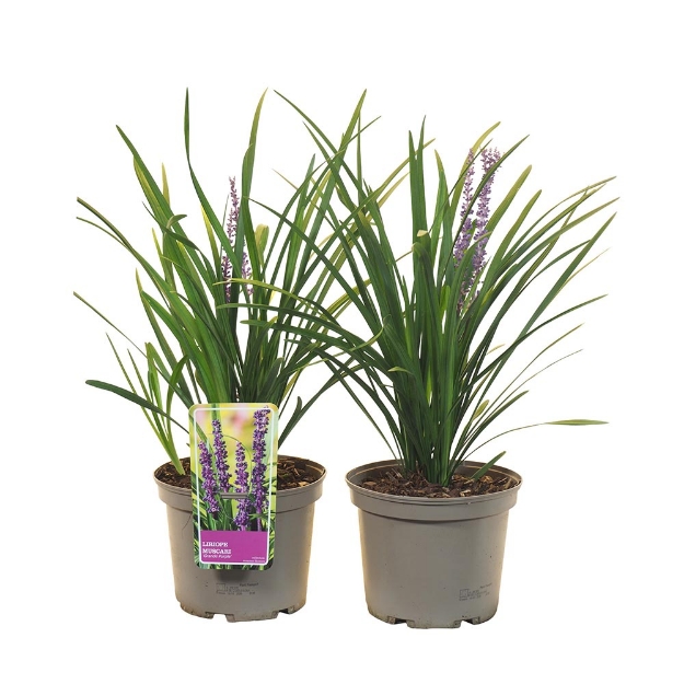 Image de Liriope muscari 'Grande Purple' - pot 19 cm