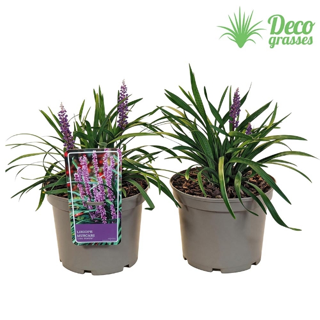 Image de Liriope muscari 'Lilac Wonder' - pot 19 cm