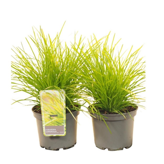 Image de Lomandra longifolia 'Miner's Gold' - pot 19 cm
