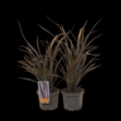 Image de Phormium cookianum 'Bronze Baby'® - pot 19 cm