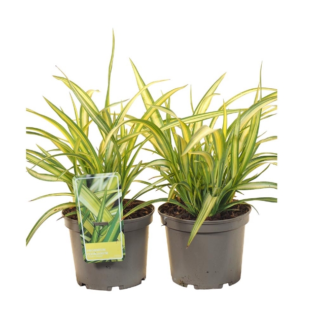 Image de Phormium cookianum 'Cream Delight'® - pot 19 cm
