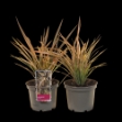 Image de Phormium cookianum 'Flamingo'® - pot 19 cm