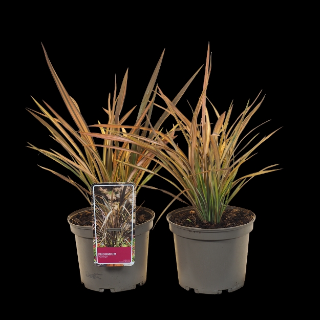 Image de Phormium cookianum 'Flamingo'® - pot 19 cm