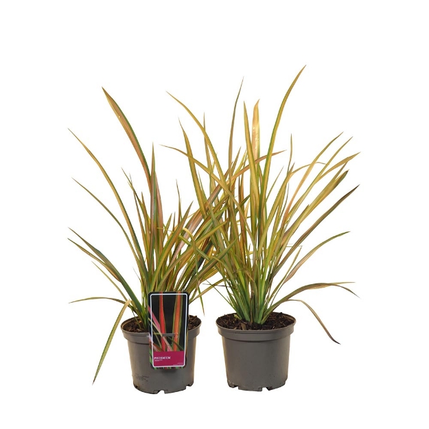 Image de Phormium cookianum 'Jester'® - pot 19 cm