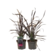 Image de Phormium cookianum 'Platts Black'® - pot 19 cm