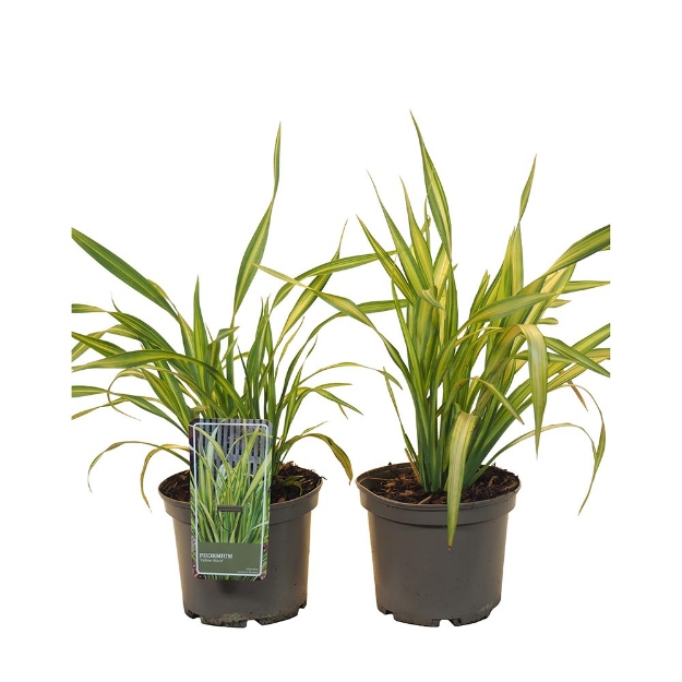 Image de Phormium cookianum 'Yellow Wave'® - pot 19 cm
