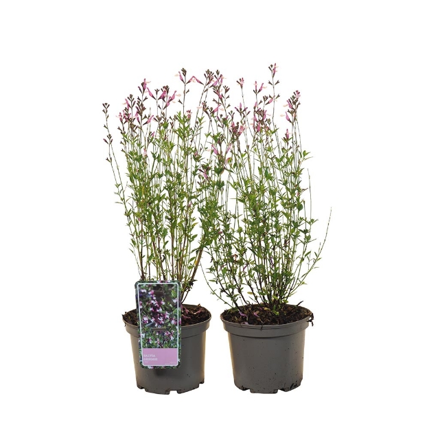 Image de Salvia greggii 'Joy'® - pot 19 cm