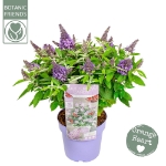 Image de Buddleja Butterfly Candy® 'Lila Sweetheart' (PBR)