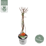 Image de Chaenomeles spec. 'Orange Storm' (PBR)