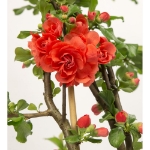 Image de Chaenomeles spec. 'Orange Storm' (PBR)