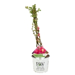 Image de Chaenomeles spec. 'Pink Storm' (PBR)