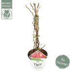 Image de Chaenomeles spec. 'Pink Storm' (PBR)