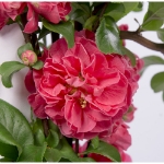 Image de Chaenomeles spec. 'Pink Storm' (PBR)