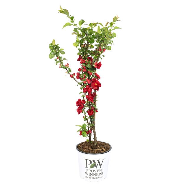 Image de Chaenomeles spec. 'Scarlet Storm' (PBR)