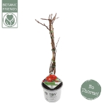 Image de Chaenomeles spec. 'Scarlet Storm' (PBR)