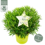 Image de Rhododendron Azalea StarStyle® 'white' (PBR)