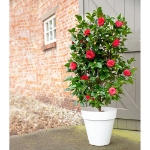 Image de Camellia jap. 'Black Lace'
