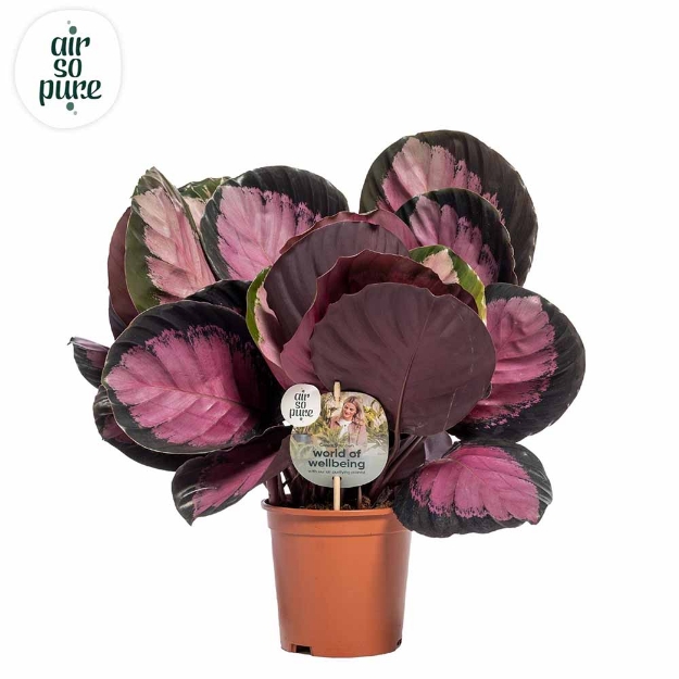 Image de Calathea Roseopicta 'crimson' - Air So Pure