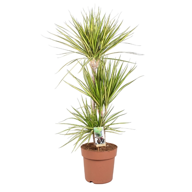 Image de Dracaena Sunray - Pot de 24cm