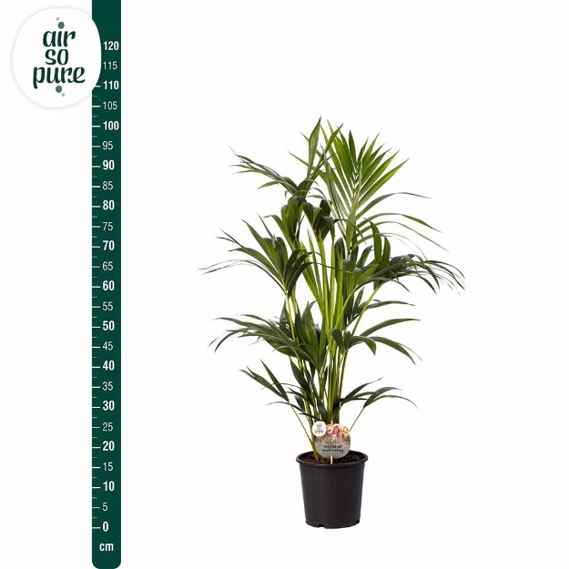 Image de Howea Forsteriana - Air So Pure