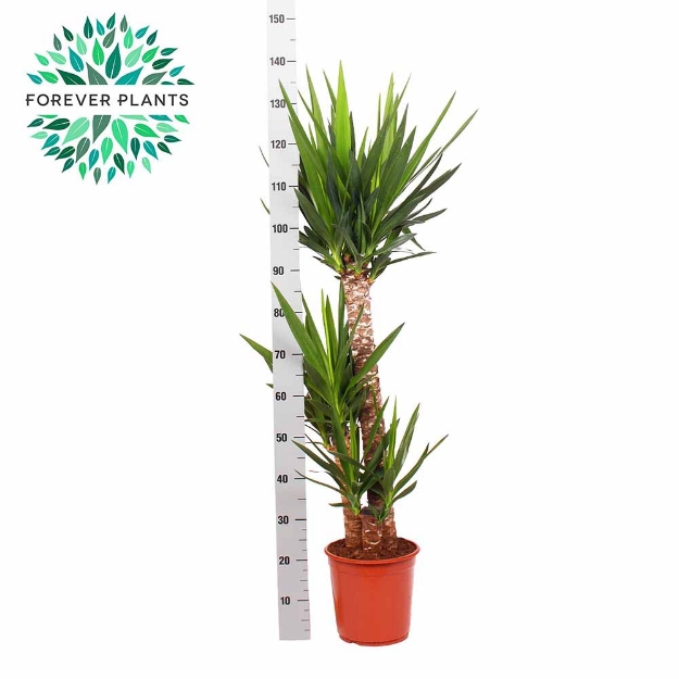 Image de Yucca - pot de 24 cm