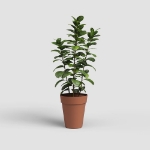 Image de POT CAPRI HAUT 56 MA TERRE CUITE