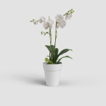 Image de POT CAPRI ORCHIDÉE 12,5 MA BLANC