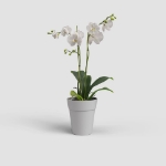 Image de POT CAPRI ORCHIDÉE 12,5 MA GRIS CLAIR