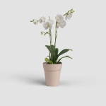 Image de POT CAPRI ORCHIDÉE 12,5CM MA ROSE NUDE