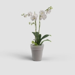 Image de POT CAPRI ORCHIDÉE 12,5 MA TRANSPARENT