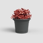Image de POT VENEZIA MUR RE KIT 20 MA ANTHRACITE