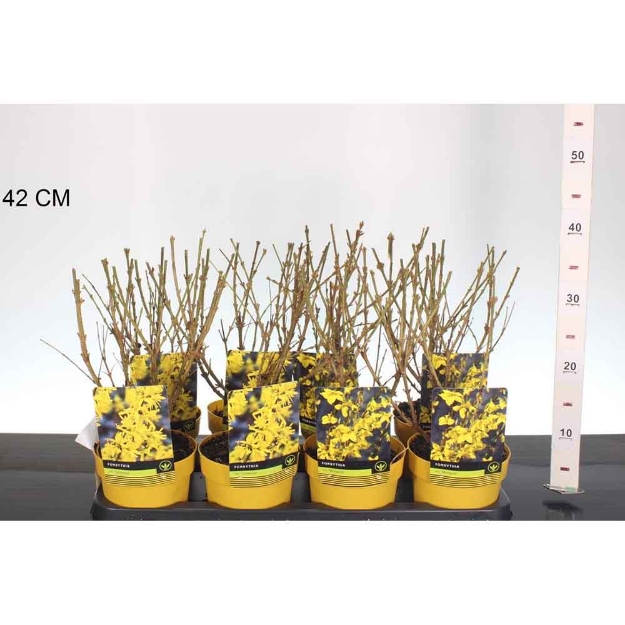 Image de Forsythia in cultivars