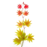 Image de Acer shir. 'Moonrise' (PBR)