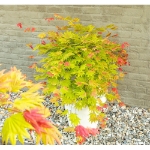 Image de Acer shir. 'Moonrise' (PBR)