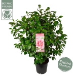Image de Camellia jap. 'Bonomiana'
