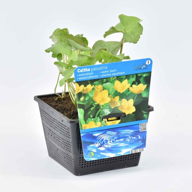 Image de Caltha palustris Pot 18cm