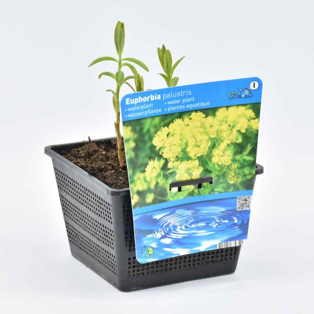Image de Euphorbia palustris Pot 18cm