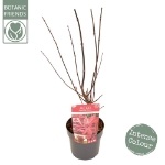 Image de Acer palm. 'Twombly's Red Sentinel'
