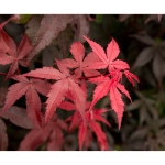 Image de Acer palm. 'Twombly's Red Sentinel'