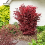 Image de Acer palm. 'Twombly's Red Sentinel'
