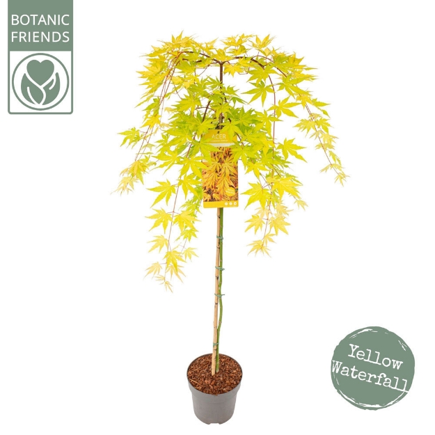 Image de Acer palm. 'Cascade Gold' (PBR)