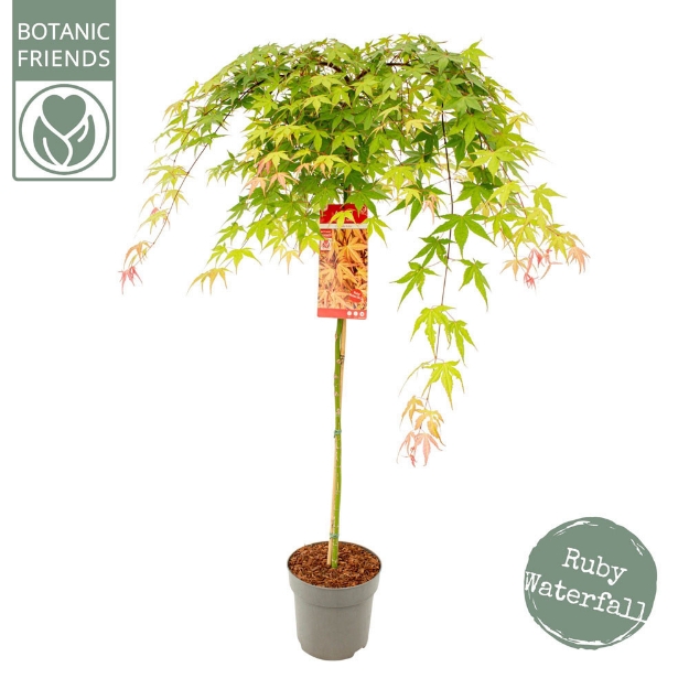 Image de Acer palm. 'Cascade Ruby' (PBR)