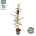 Image de Acer palm. 'Garnet'*