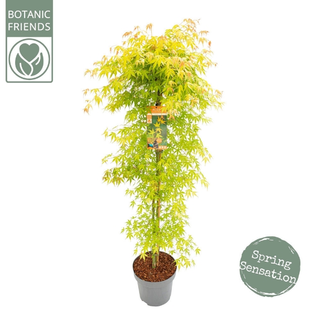 Image de Acer palm. 'Katsura'