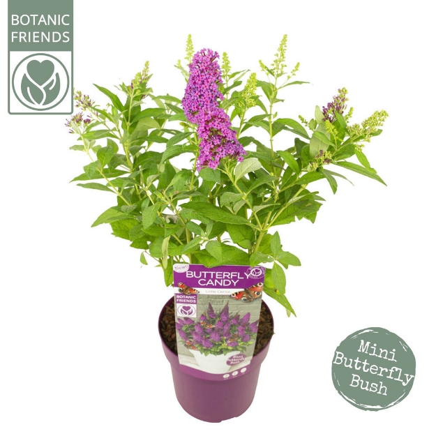 Image de Buddleja Butterfly Candy® 'Little Cerise' (PBR)