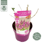 Image de Buddleja Butterfly Candy® 'Little Cerise' (PBR)