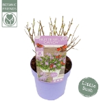 Image de Buddleja Butterfly Candy® 'Little Lila' (PBR)